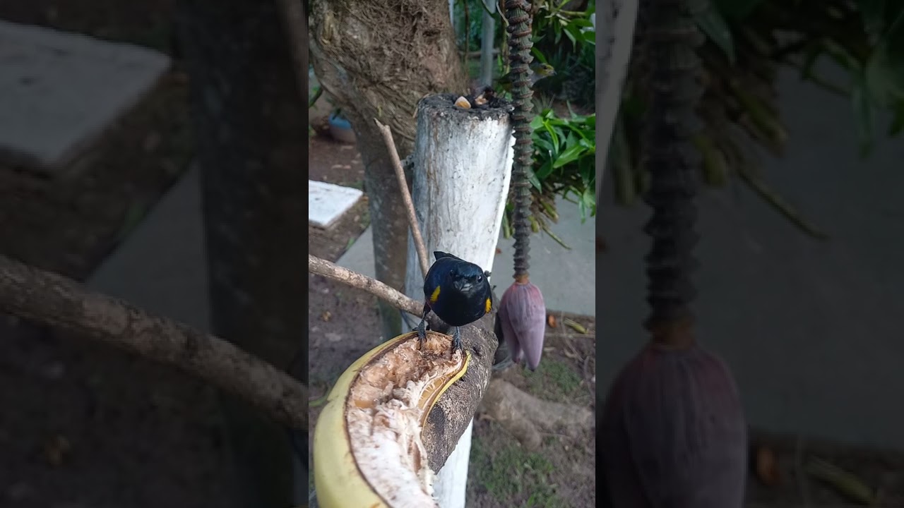 avesdobrasil#mataatlantica#birdsoftiktok#natureza#brasilselvagem#sonsdanatur