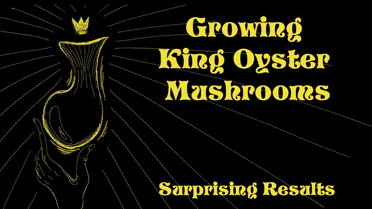 Growing King Oyster Mushrooms for the first time| Surprising results