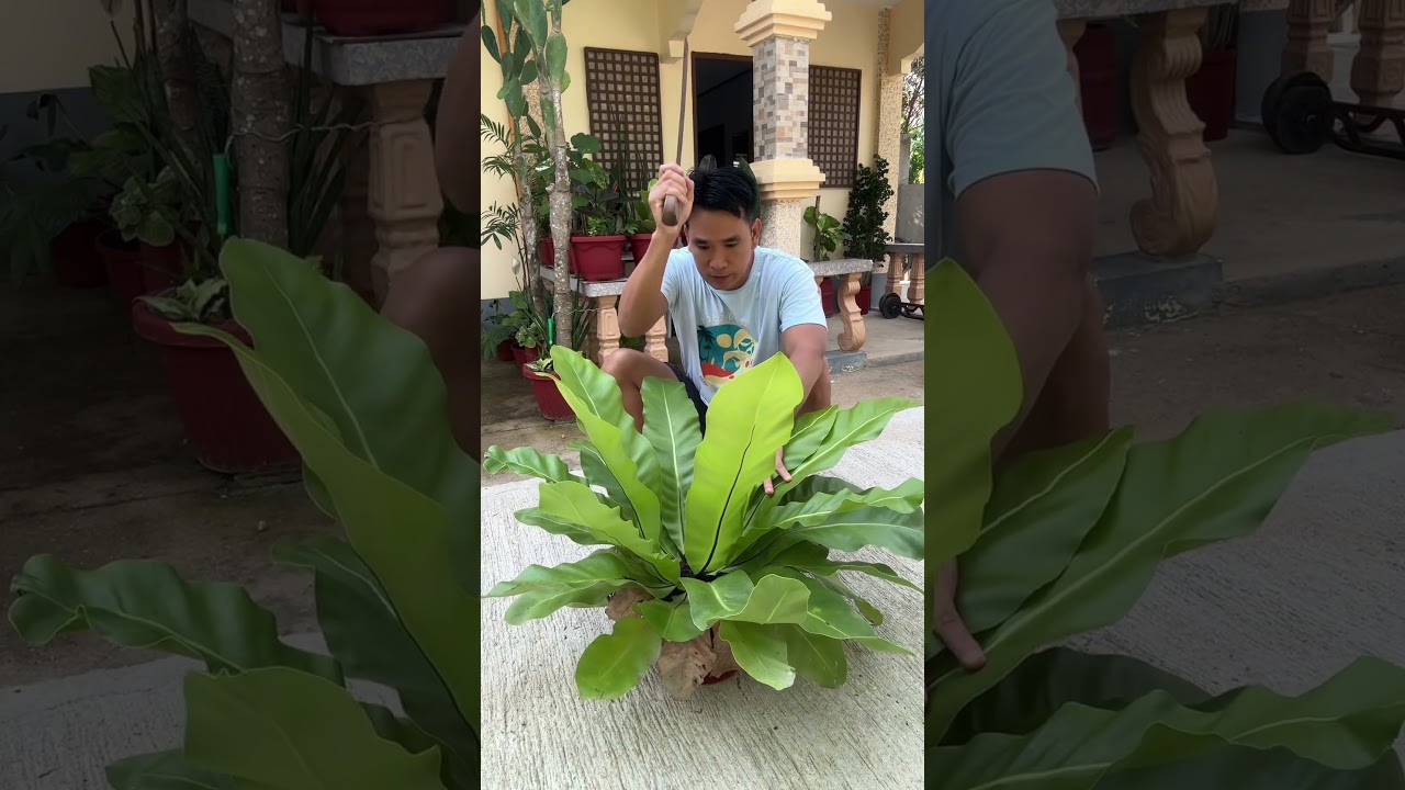 bird&rsquo;s nest fern #birdsnest #fern #plants #foryou #planttips #propagation #indoorplants