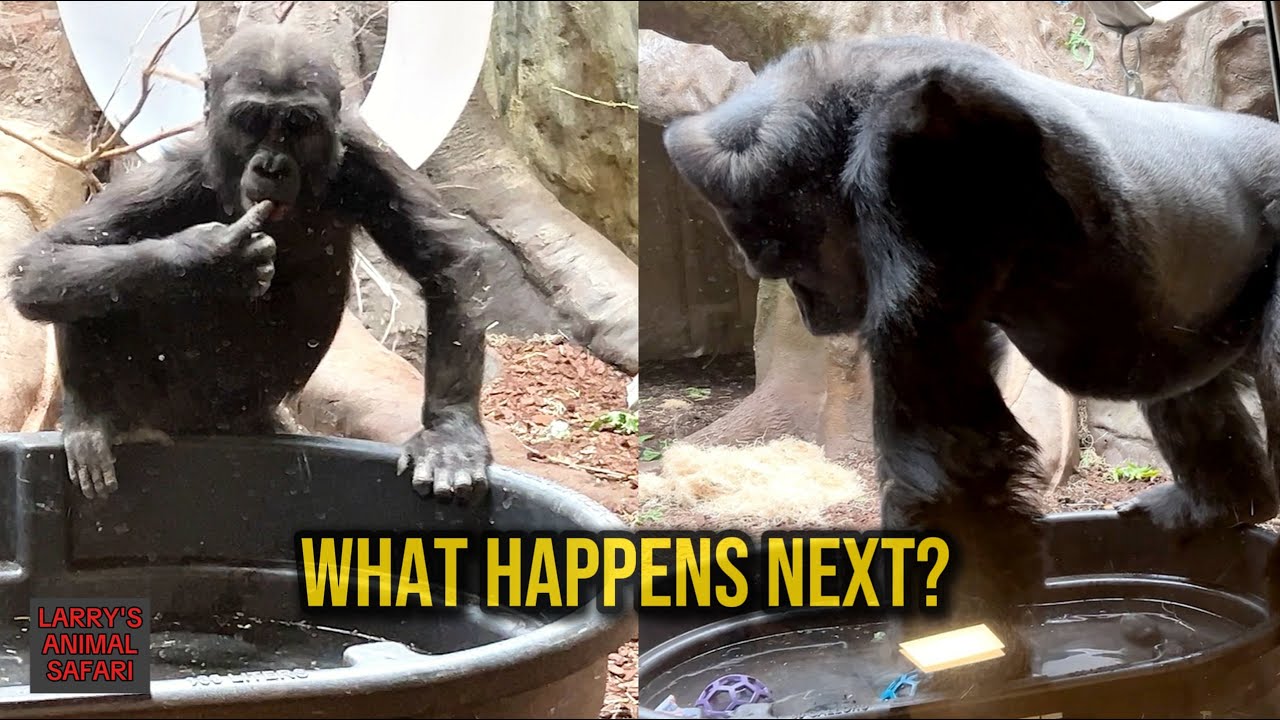 Что происходит, когда гориллы открывают воду? 🦍💦