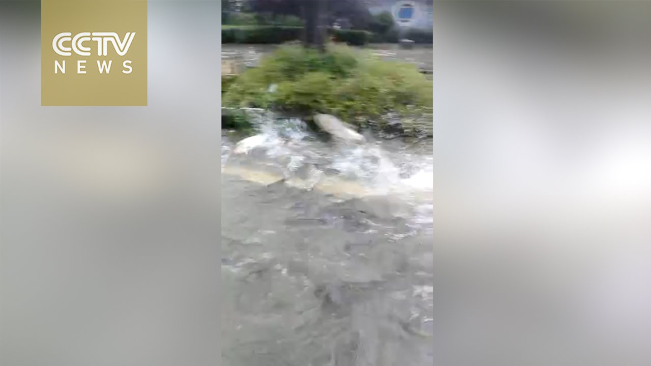 Fish seen on flooded streets of central China&rsquo;s Wuhan