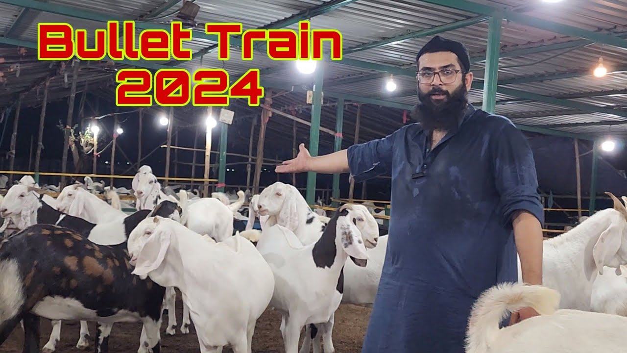 Bullet Train Of Classic Goat Farm 2024 | India Best Quality Nadeem Bhai Classic Goat Farm Bhiwandi.