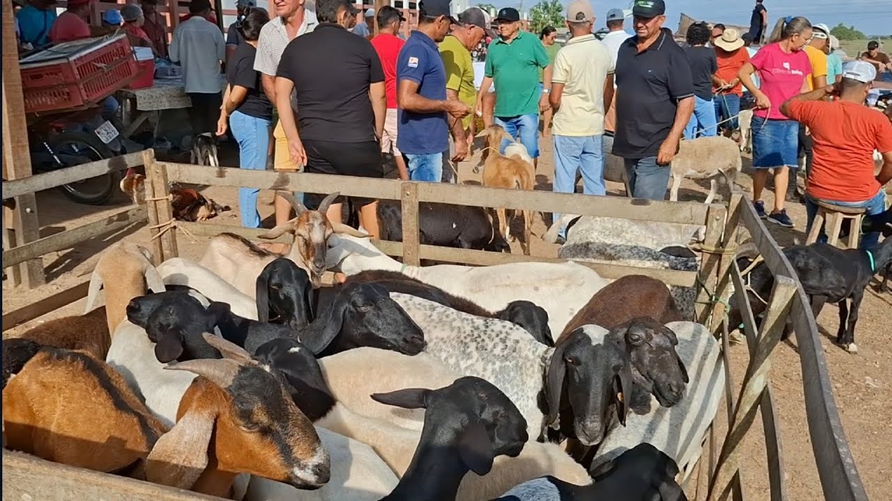FEIRA DE CAPRINOS  E OVELHAS DE LAGOA DE PEDRAS-RN 26.01.2026