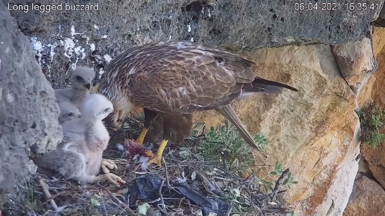 2021 Israel Long Legged Buzzard Cam Season Highlights | March 19 - May 12