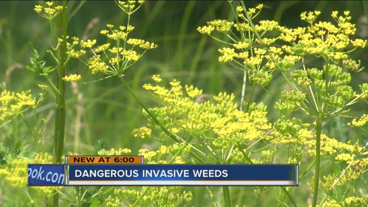 Dangerous Invasive Weeds