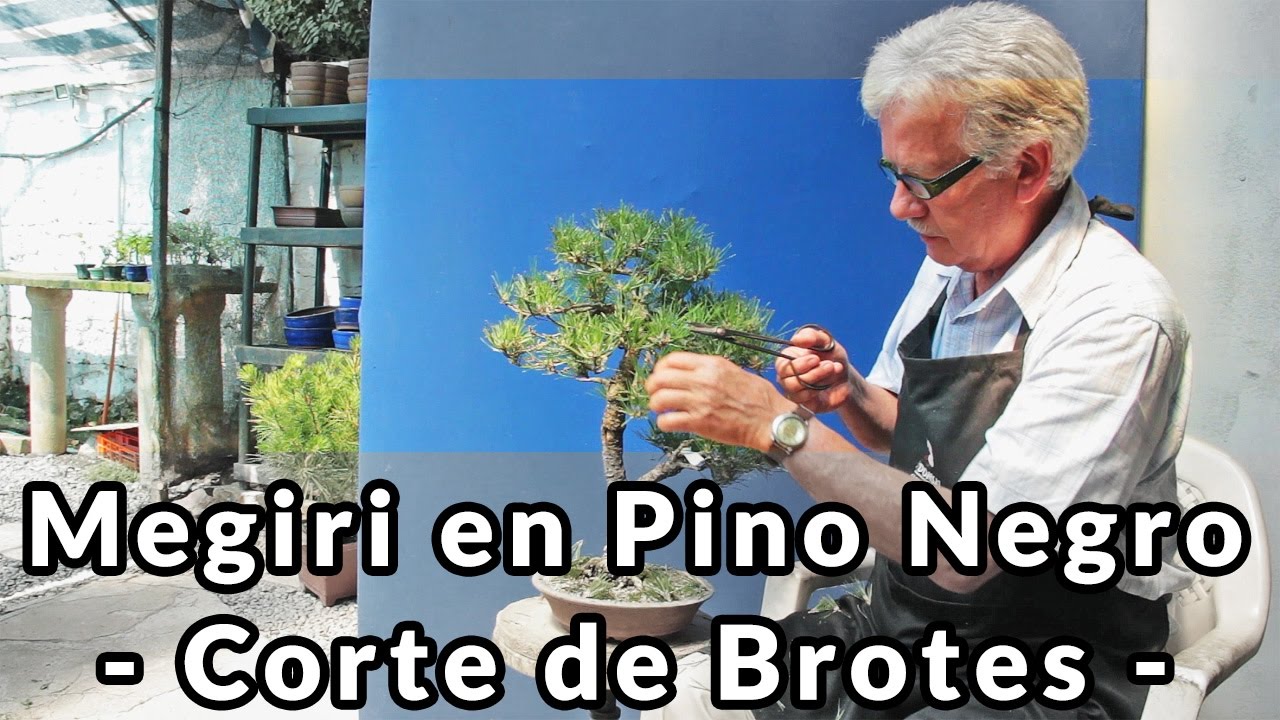 Megiri (Mekiri) en Pino Negro Bonsai - Corte de Brotes -