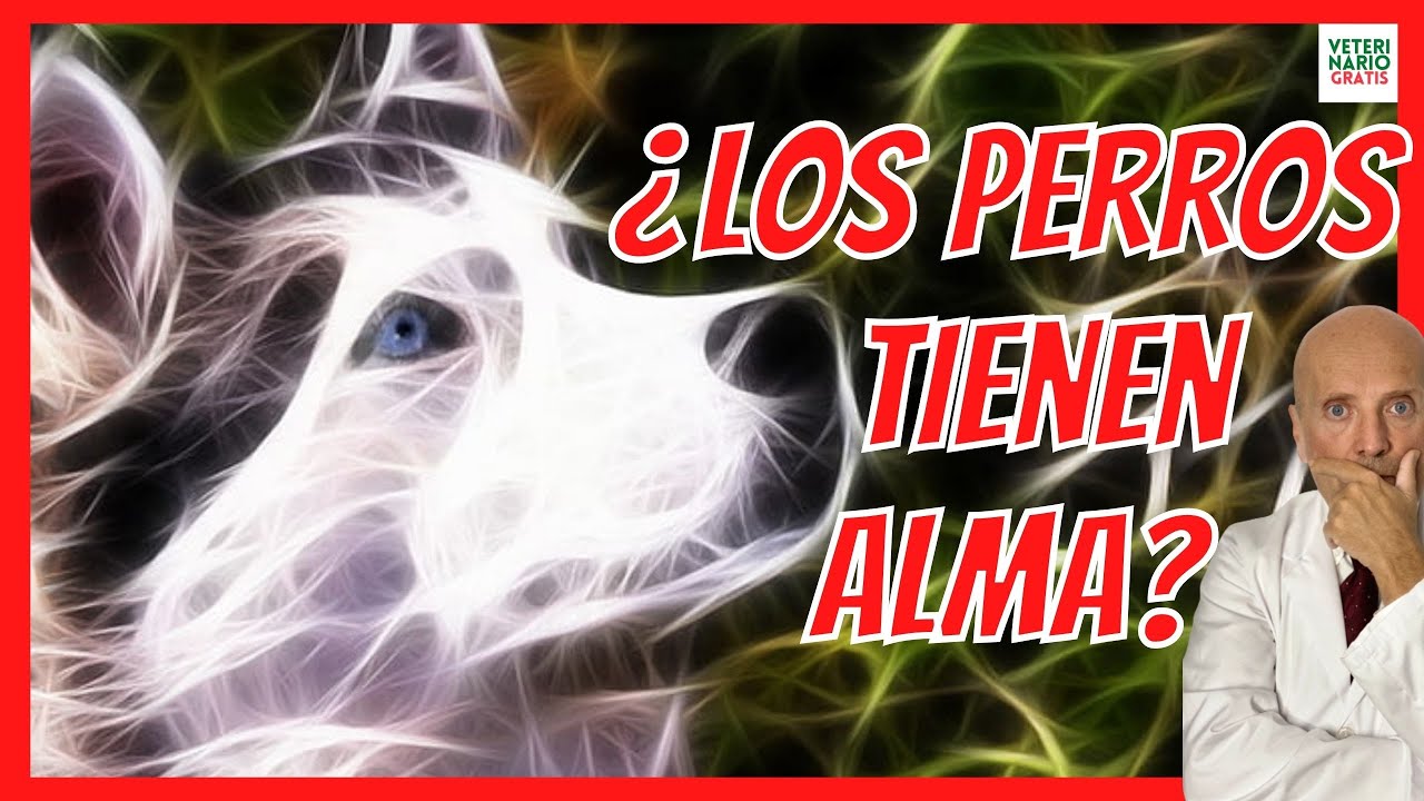 ¿LOS PERROS TIENEN ALMA? 🏛  ¿DONDE VAN CUANDO MUEREN?