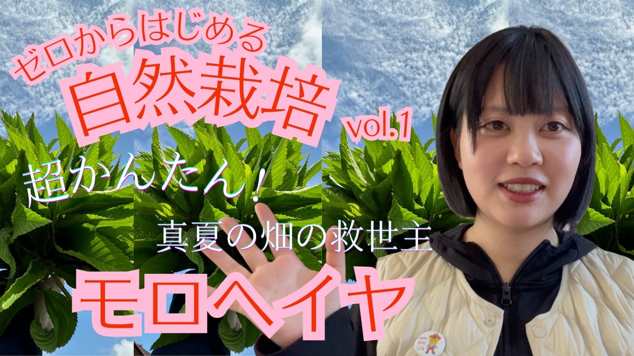 簡単！【モロヘイヤ 育て方】ゼロからはじめる自然栽培