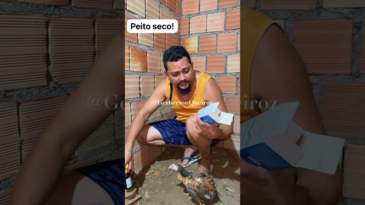 como curar a COCCIDIOSE em suas galinhas