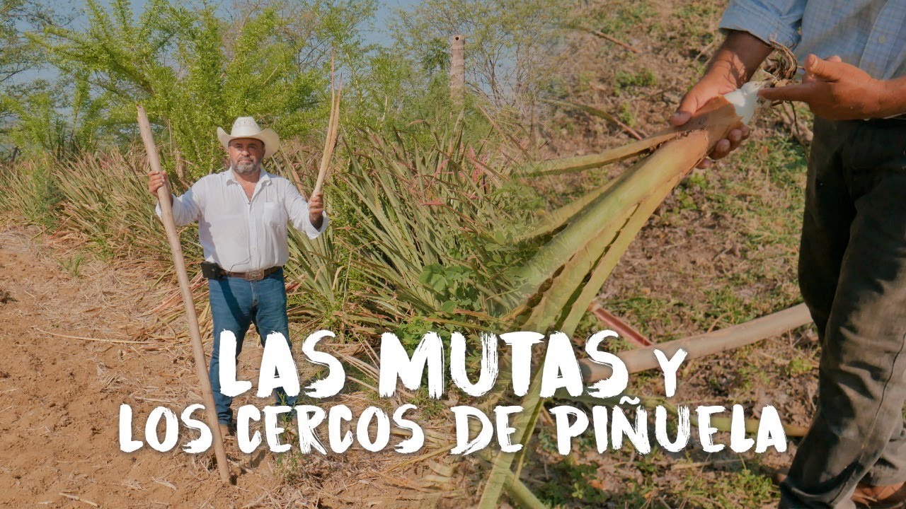 Las Mutas y Los Cercos de Pi&ntilde;uela