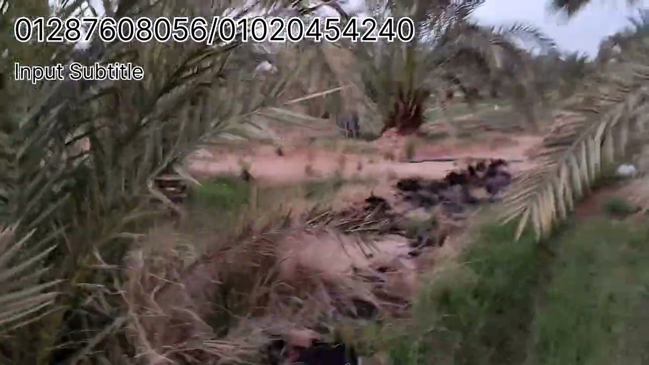 بأقل من مليون جنيه🫰هيبقي عندك مزرعه ف الواحات البحريه مزروعه نخل ومنتجه 🌴🌴تعال نشوف 👍
