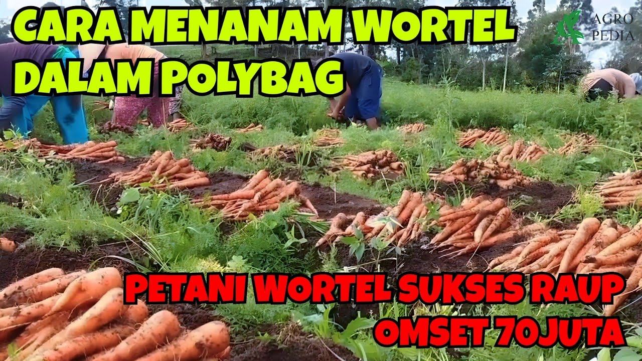 PETANI WORTEL SUKSES RAUP OMSET 70JUTA! CARA MENANAM WORTEL DALAM POLYBAG
