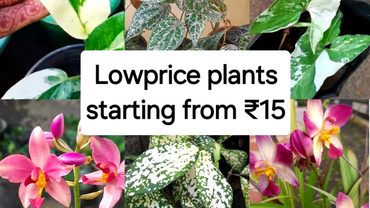 Lowprice plants starting from ₹15