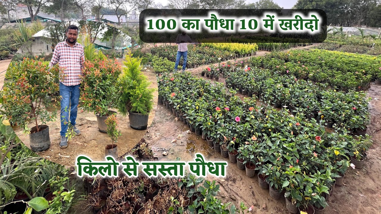 यहाँ पौधे मिलते है रद्दी के भाव में ! 100 का पौधा 10 में खरीदो  | BIGGEST Plant Shop Aditi Nursery
