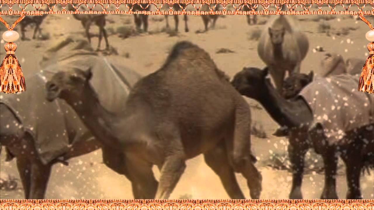 شيلة صفر الحلف للشاعر مرزوق بن محيميس الحلفي الحاء واداء شامخ مطير