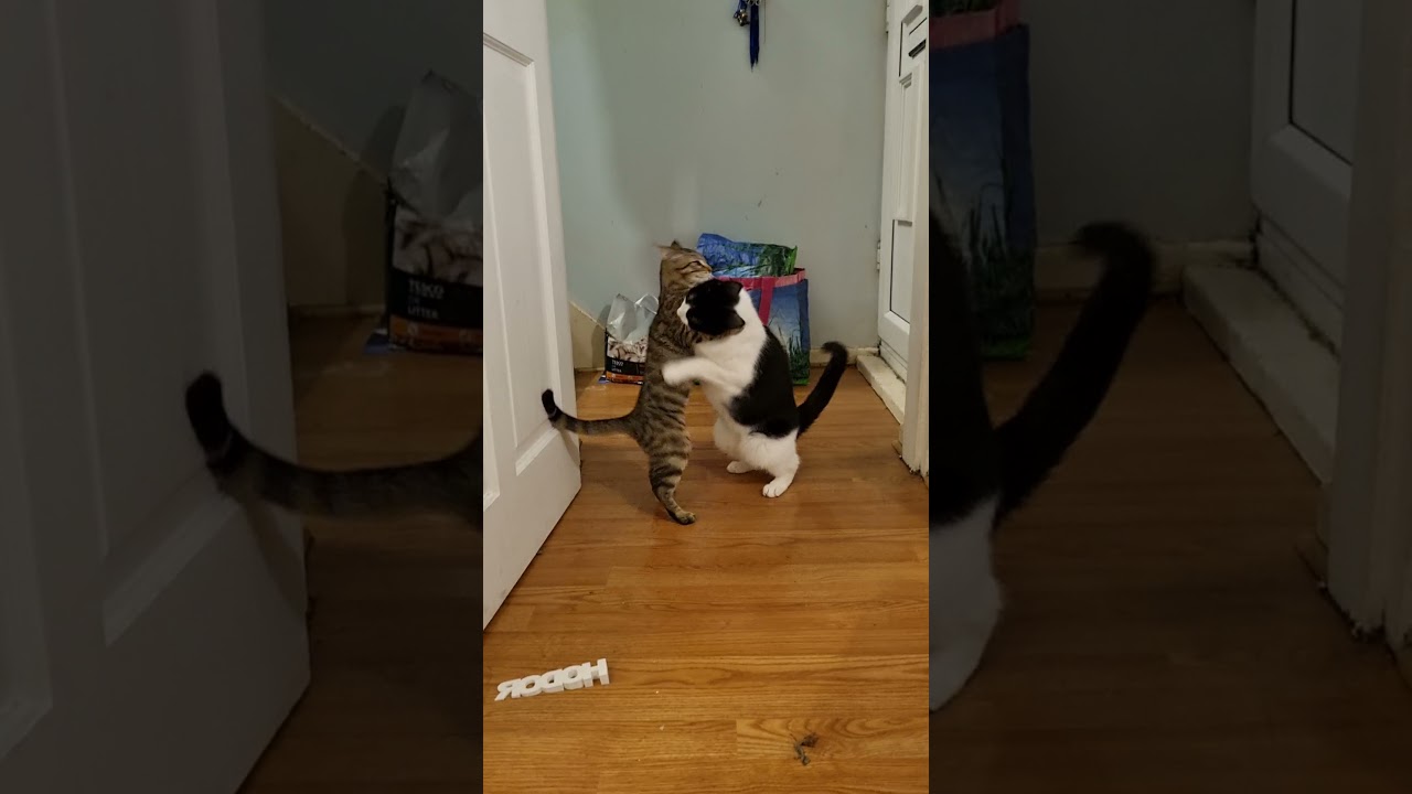 Cute Cat and Kitten Play-fighting