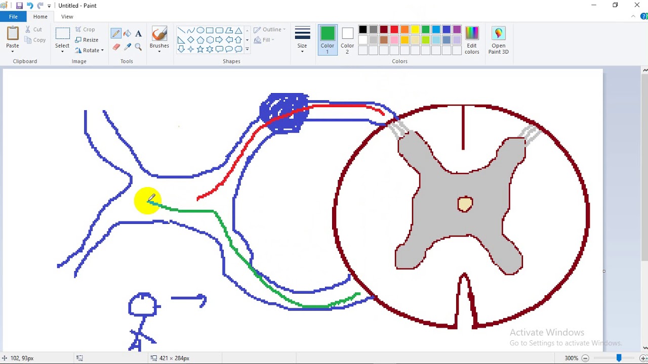 ASCENDING TRACTS (1) - dr. Laila -- ( Lateral Spinothalamic) - الجهاز العصبي