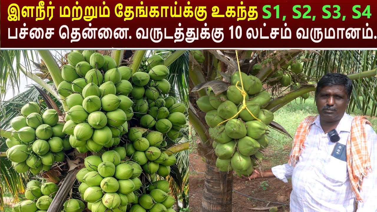 இளநீர் மற்றும் தேங்காய்க்கு உகந்த S1, S2, S3, S4 தென்னை. வருடத்துக்கு 10 லட்சம் வருமானம்.