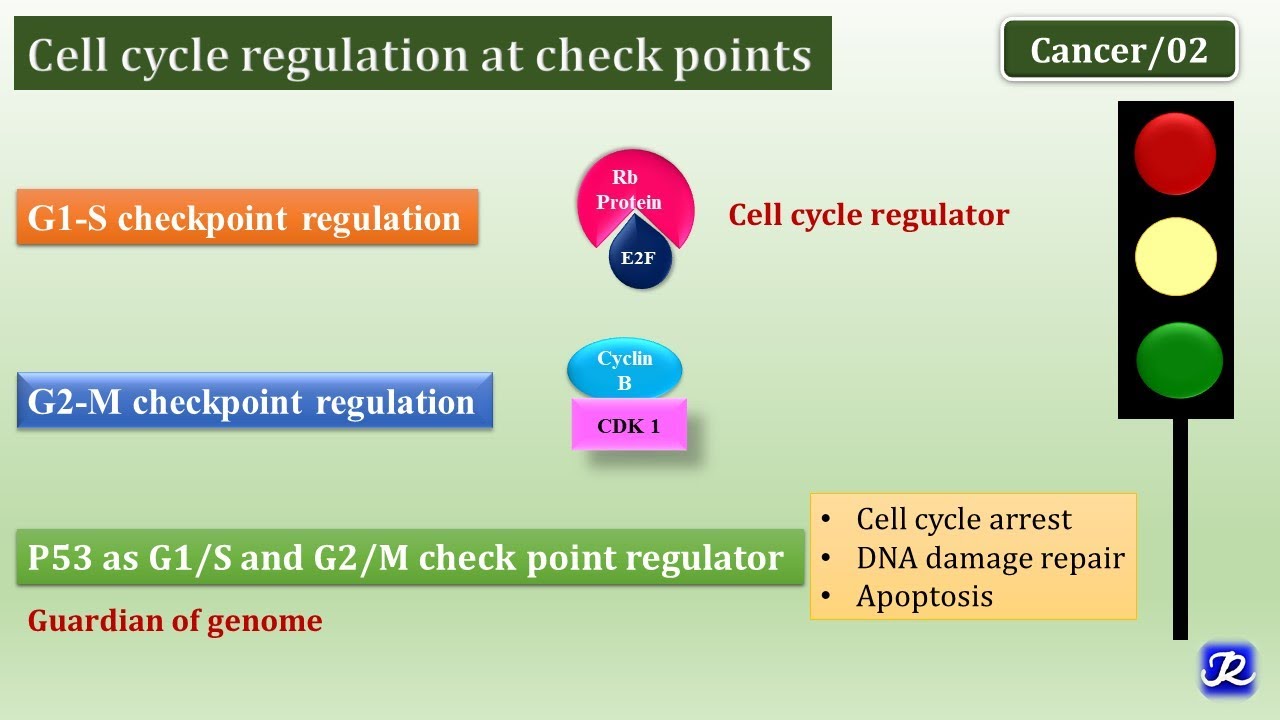 2: Cell Cycle Regulation| Biochemistry of Cancer| N'JOY Biochemistry