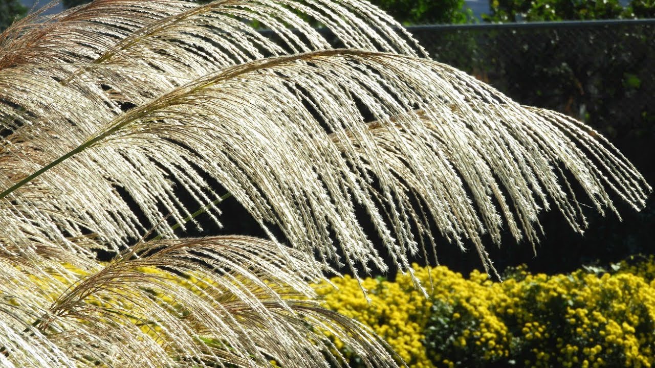 白芒草 White Silvergrass
