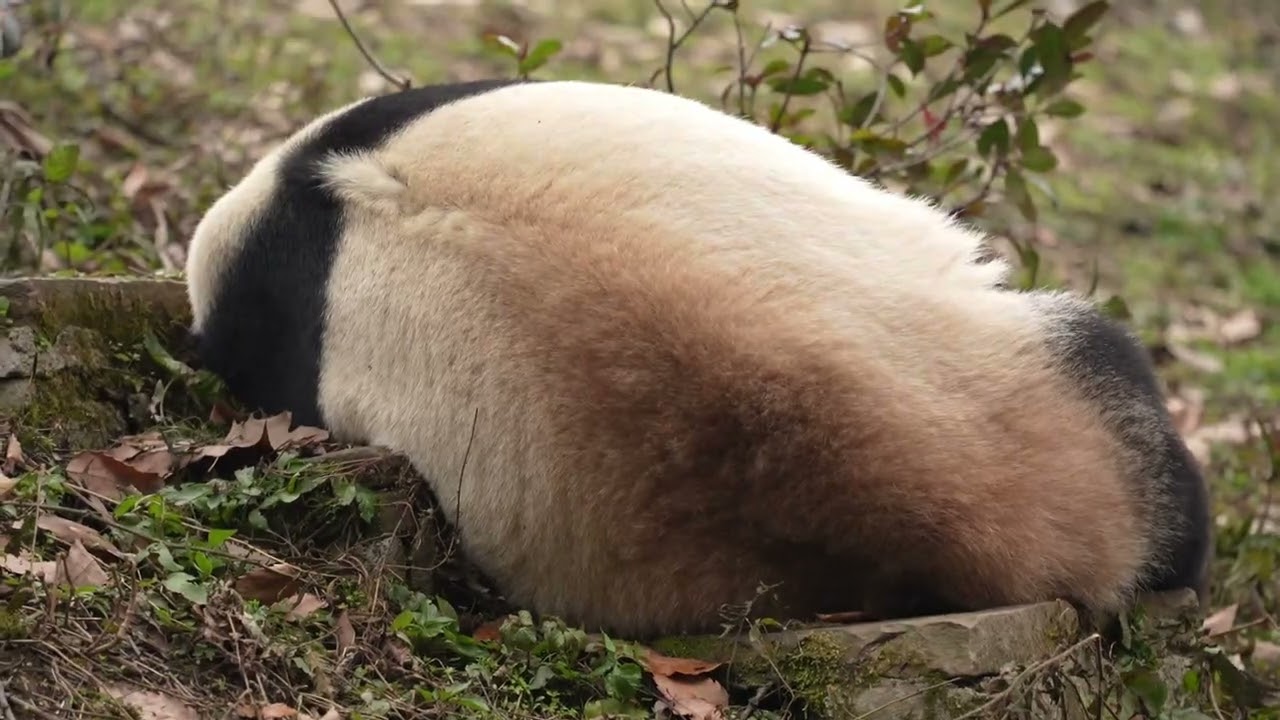 雅安のマスコットパンダの雅 雅が🐼、今年生まれた赤ちゃんを連れて雅安基地の幼稚園に戻りました✨。