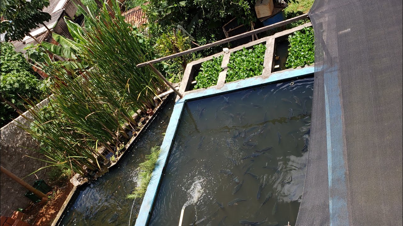 Decantador para tanque de peixe esse realmente funciona.