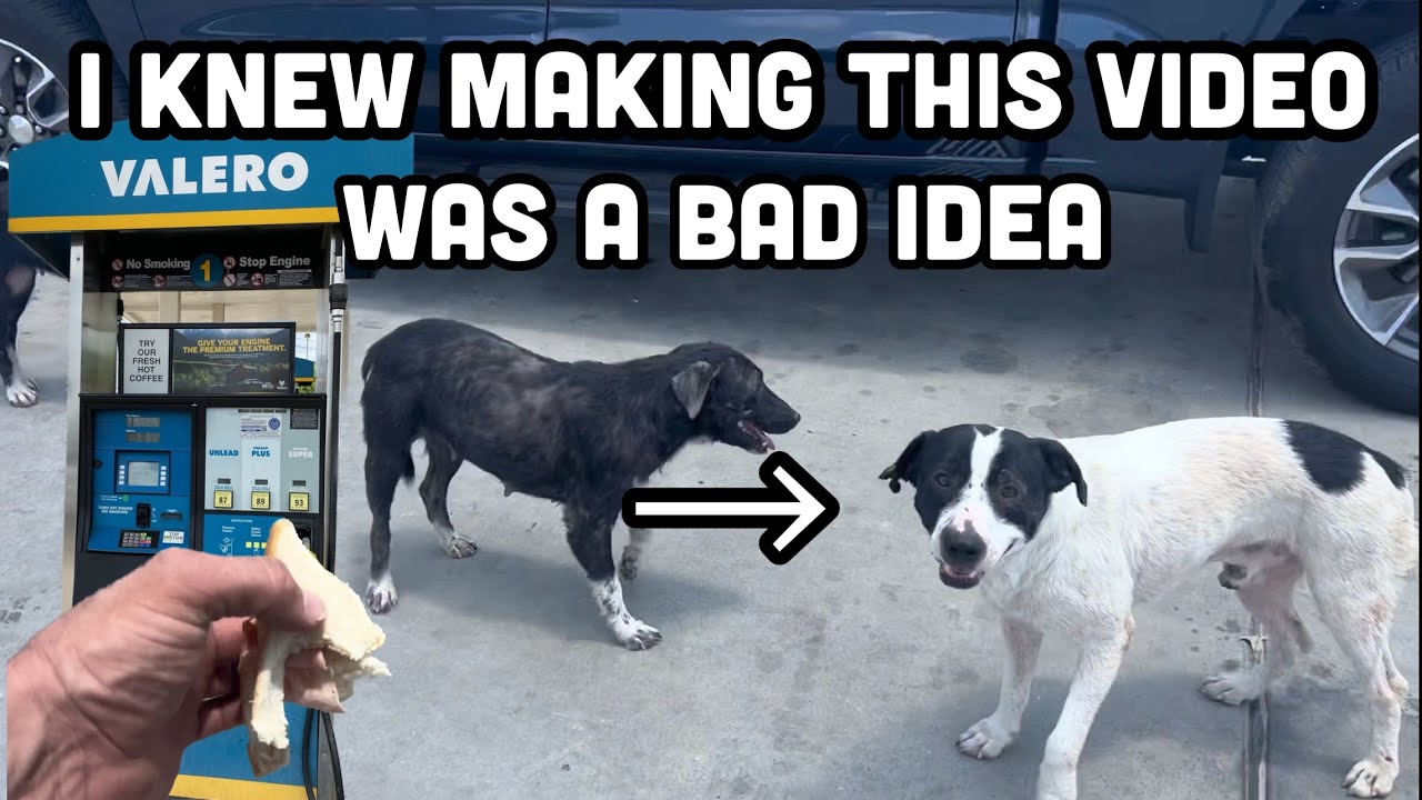 6 Dog Rescues at the Valero
