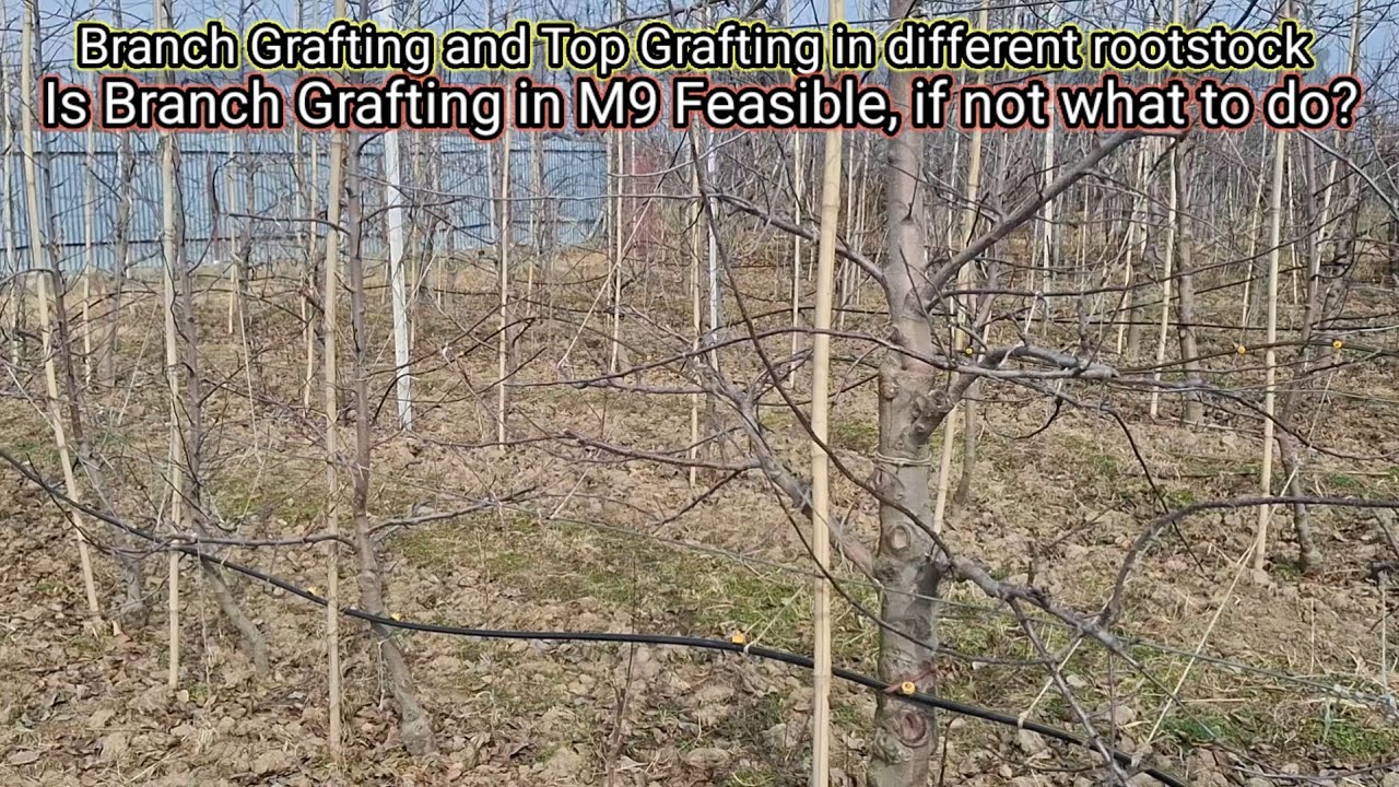 Dont do such things in your M9 orchard || Magray Orchards