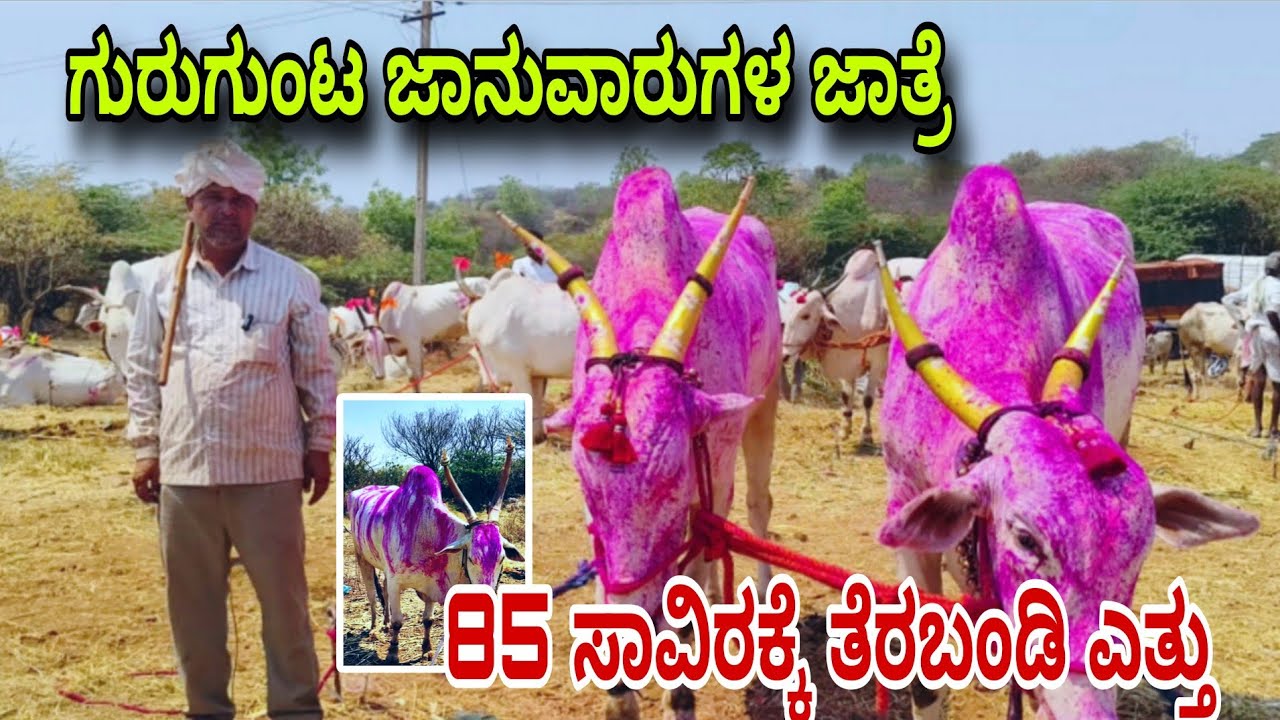 ಗುರುಗುಂಟ ಜಾನುವಾರುಗಳ ಜಾತ್ರೆ  | ಗುರಗುಂಟ ಅಮರೇಶ್ವರ ಎತ್ತಿನ ಜಾತ್ರೆ   | 2026 ಎತ್ತಿನ ಜಾತ್ರೆ 