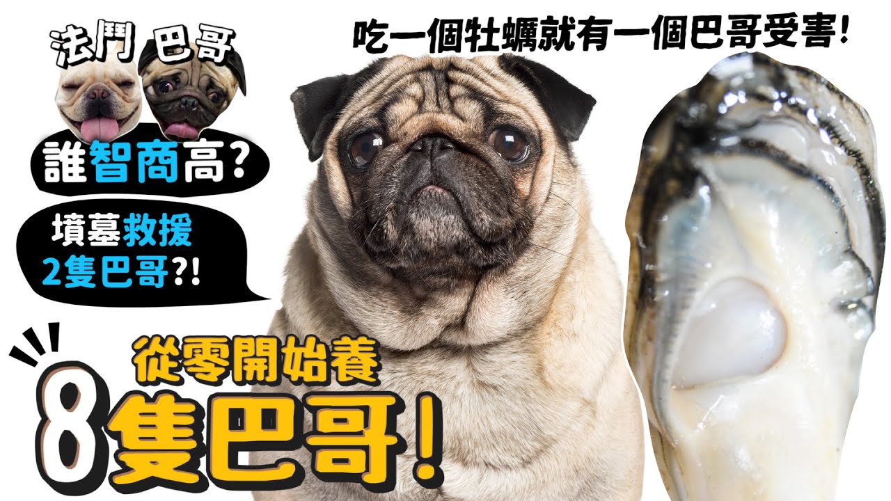 【從零開始養】養8隻巴哥的體驗?巴哥法鬥誰智商高?超像牡蠣?墳墓邊救援巴哥!【許伯簡芝】Pug