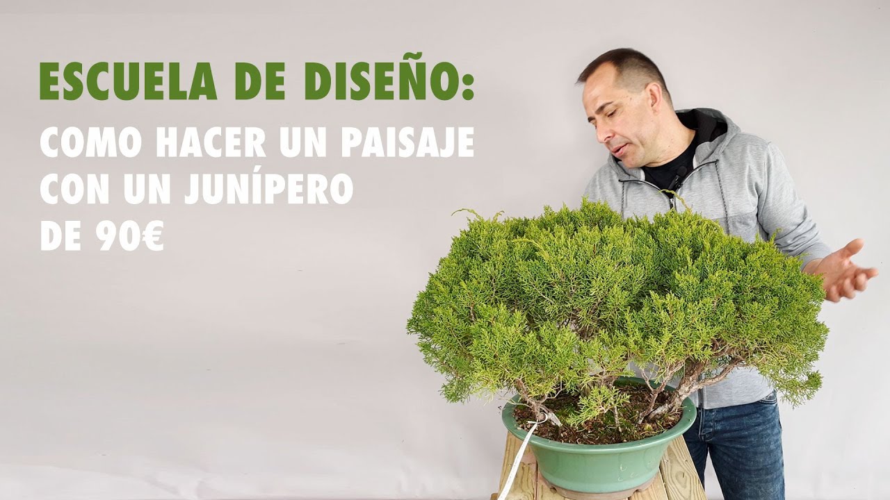 Como hacer un paisaje bonsai con un junípero de 90 euros
