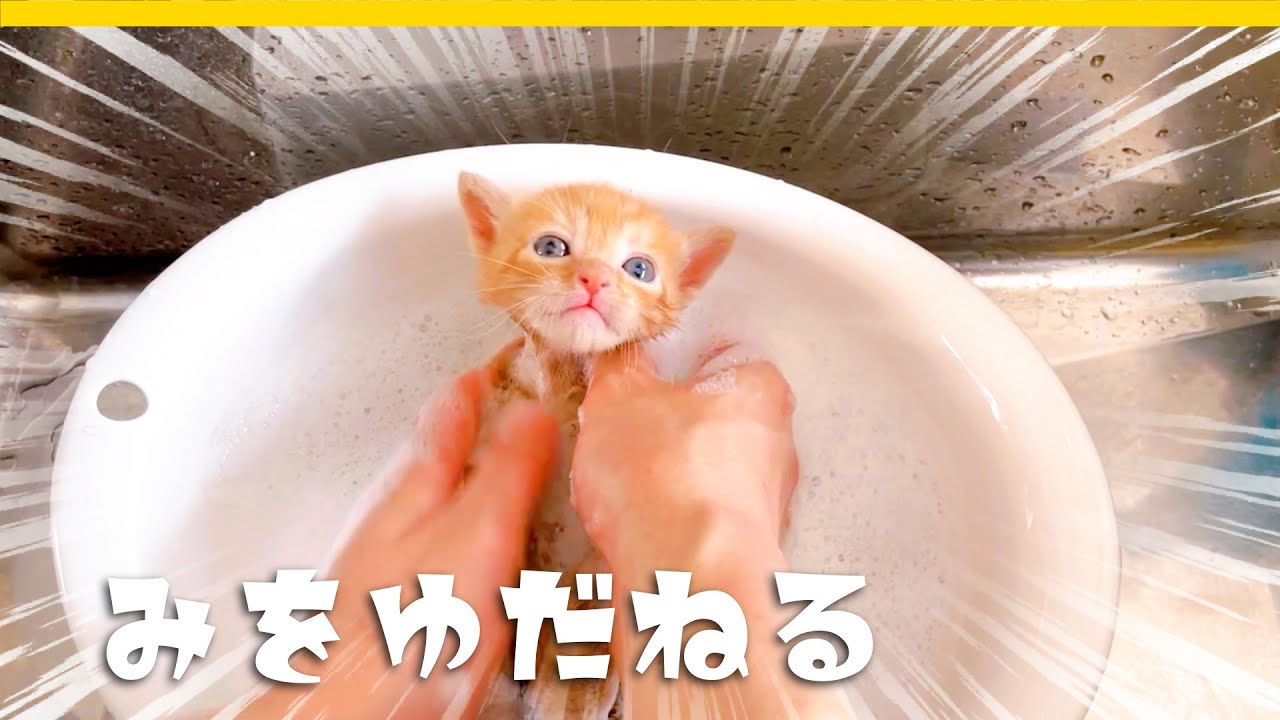 「ぎゃぁあああ」よく鳴く子猫たちですがお風呂では身をゆだねます★シャンプー