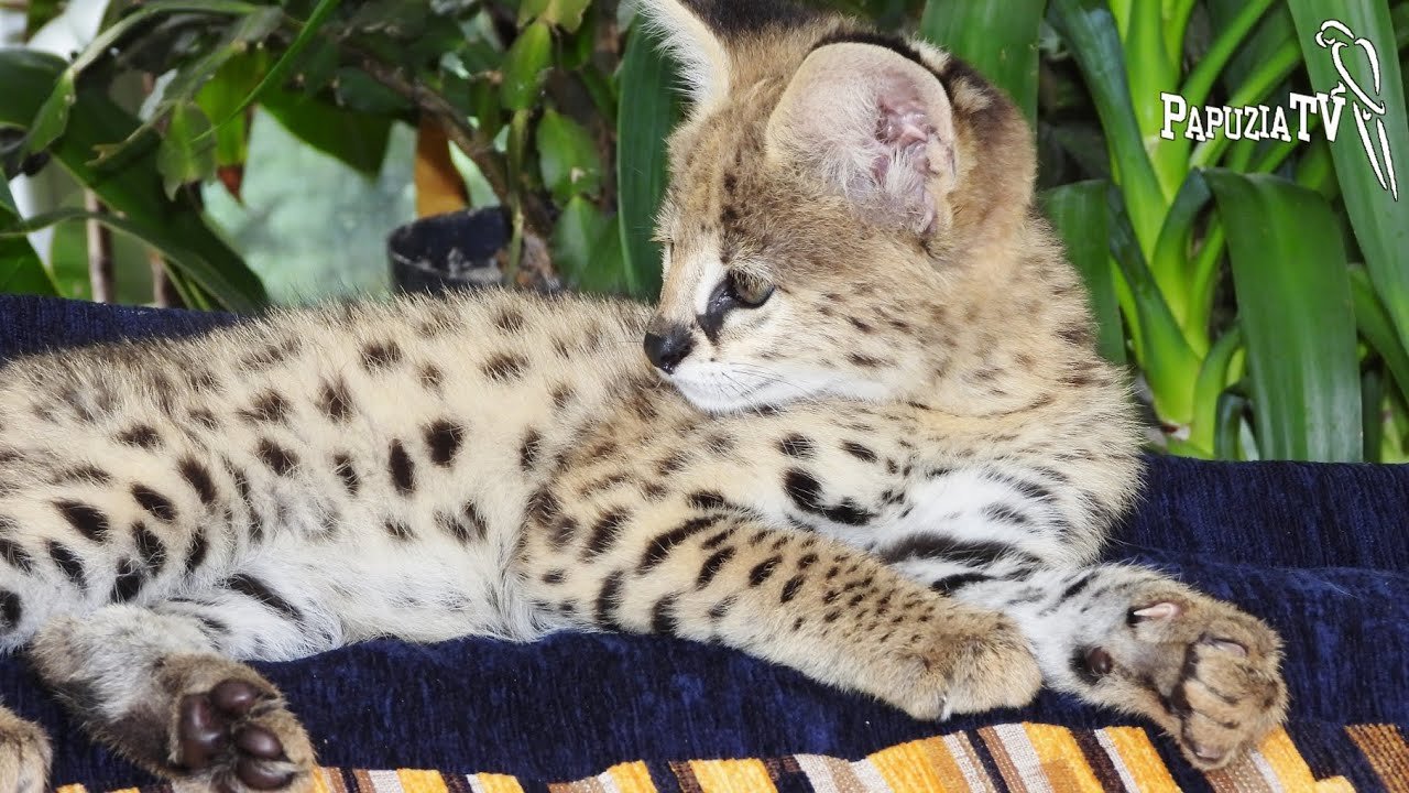 Serwal w domu (Serval cat at home)