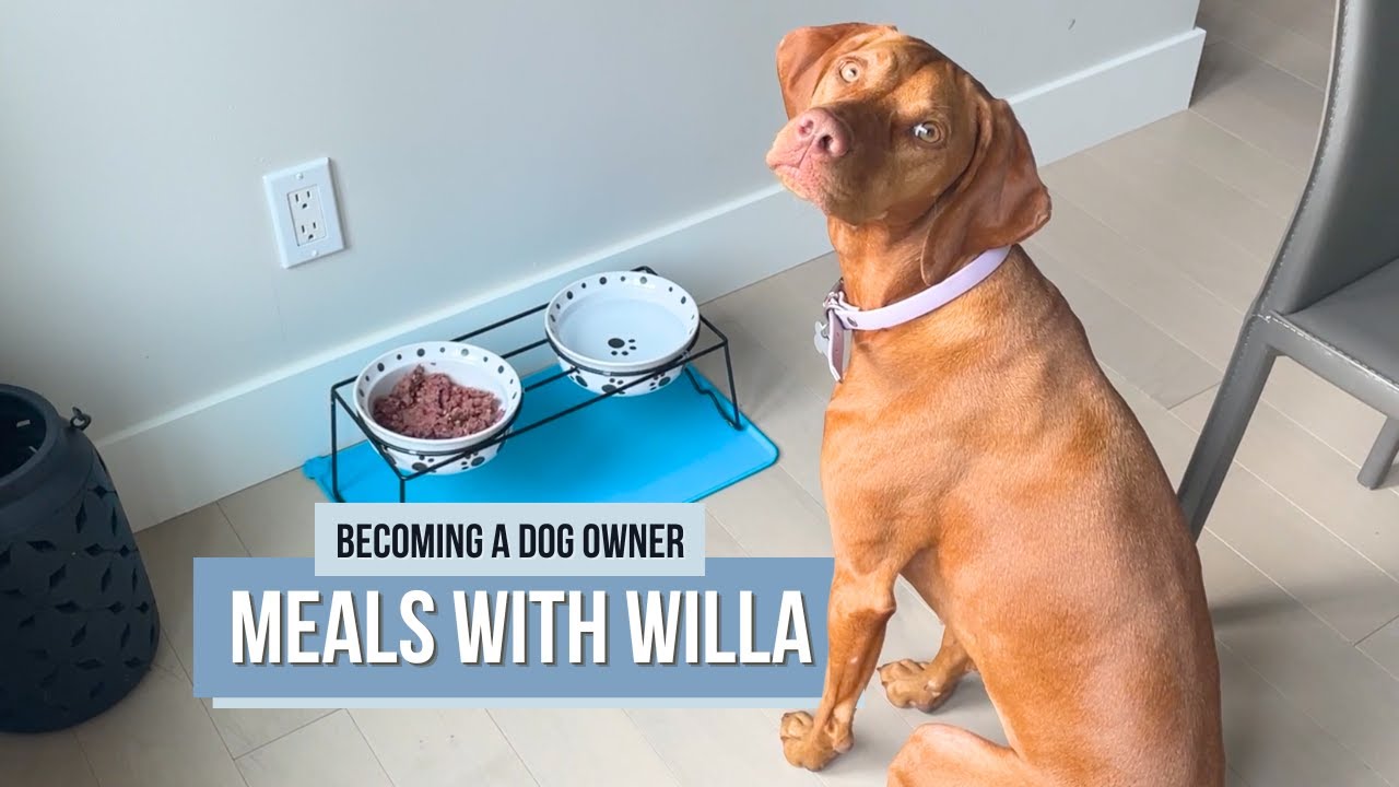 What My Dog Eats In A Day
