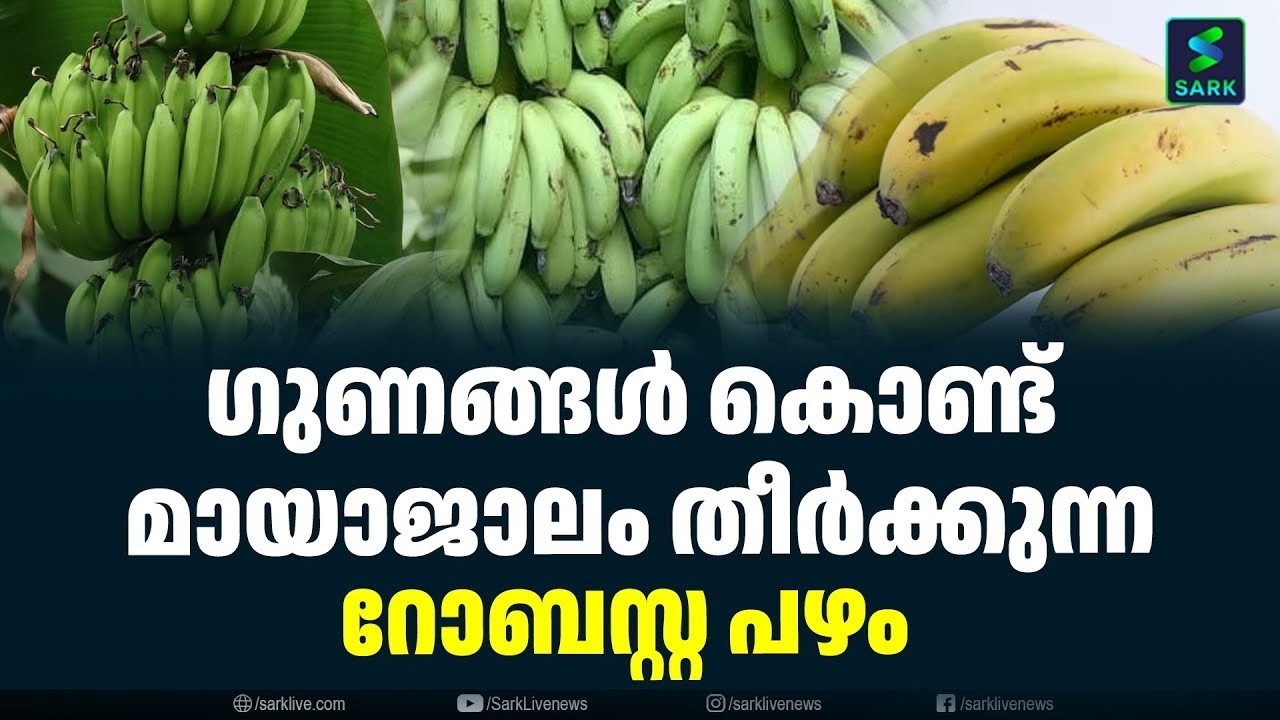 ഗുണങ്ങൾ കൊണ്ട് മായാജാലം തീർക്കുന്ന റോബസ്റ്റ പഴം robusta banana
