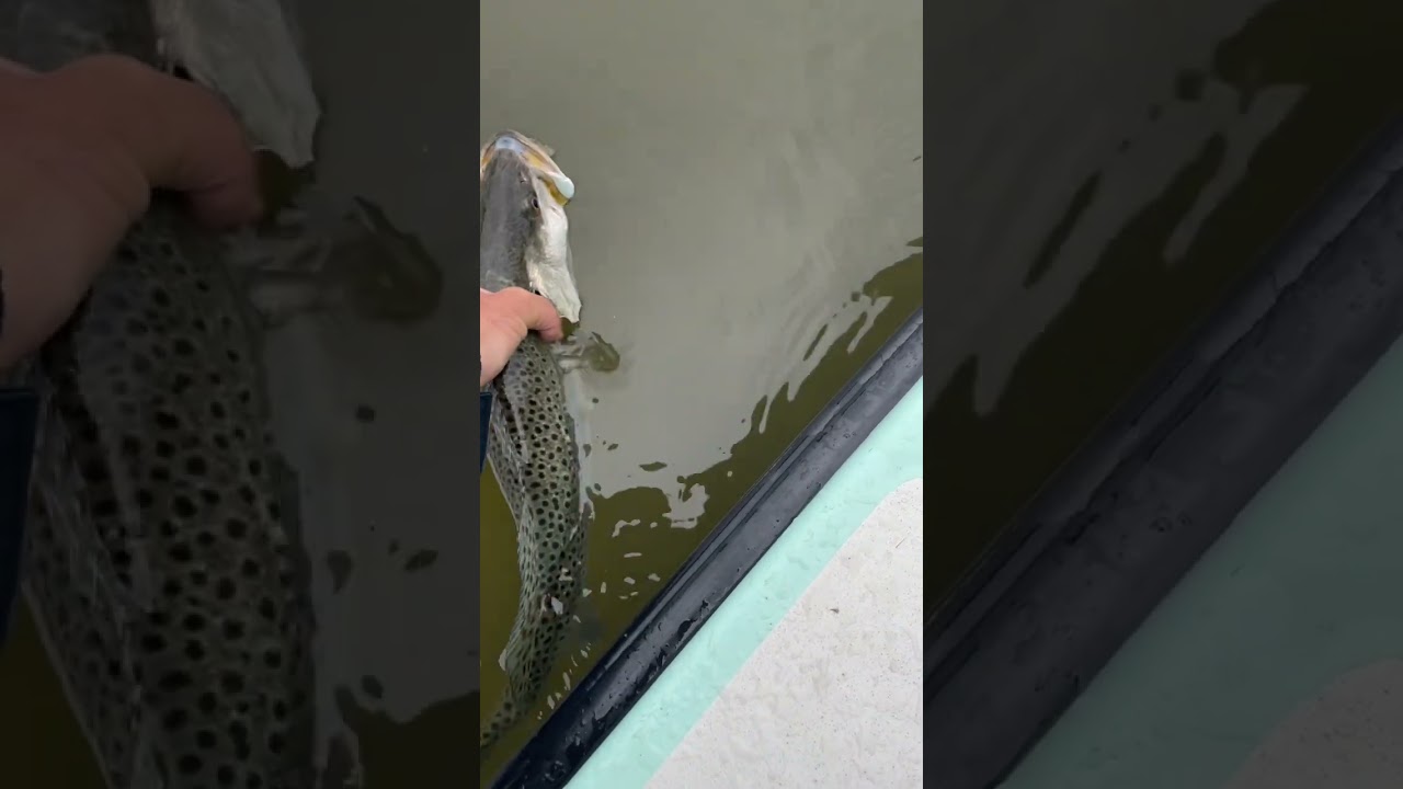 MONSTER Mosquito Lagoon Speckled Sea trout. #fishing #mosquitolagoon #seatrout