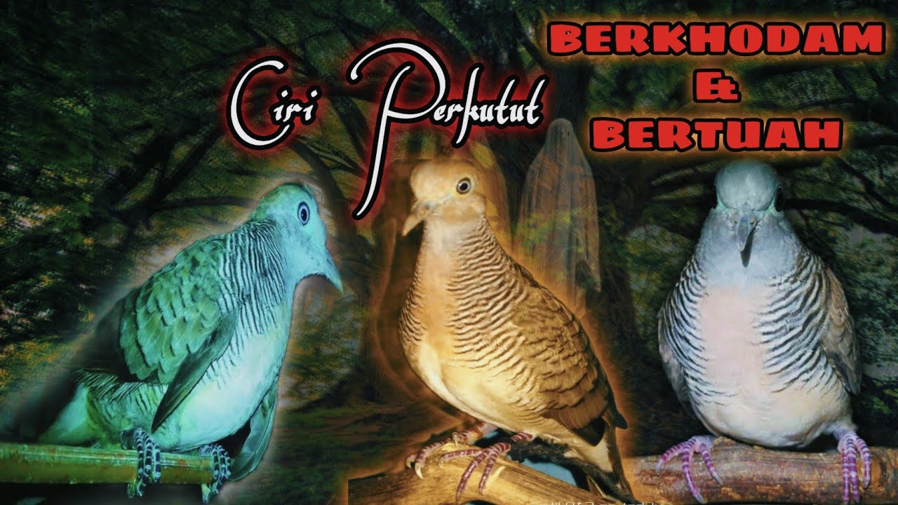 CIRI PERKUTUT BERKHODAM & BERTUAH!!