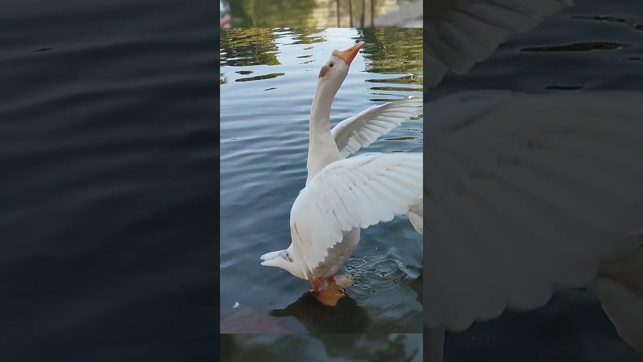 Swimming Ducks || Duck video #Shorts