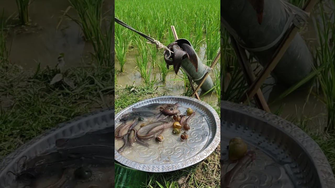 Catfish hunting in Village pond #fishing #fish #hunting
