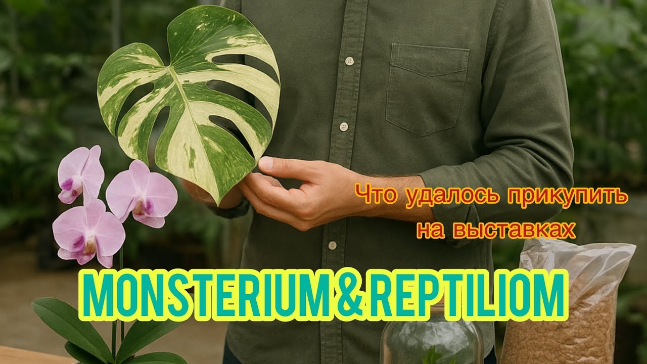 ОРХИДЕЙНЫЕ ПОКУПКИ и не только || REPTILIOM & MONSTERIUM I| И в гости к Greenrare 