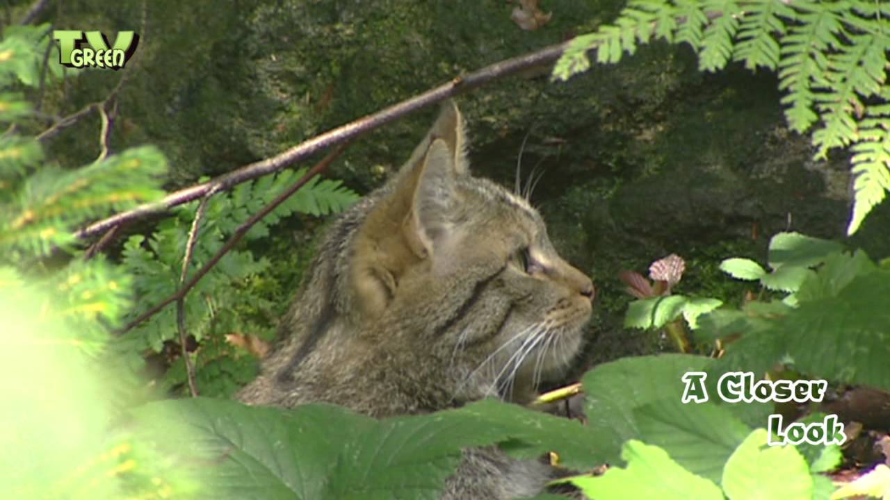Wilde kat - Wildkatze - Wildcat - Felis sylvestris in forest