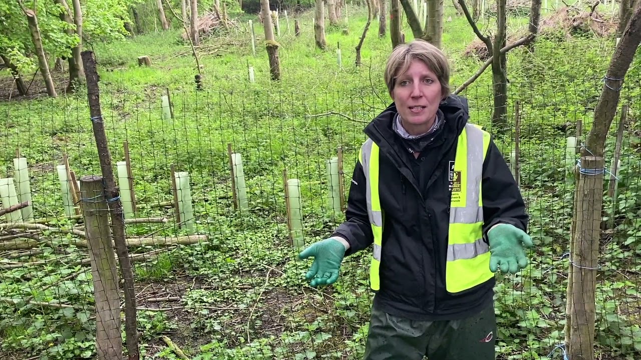 Wildlife Diary #14 - Growing a woodland