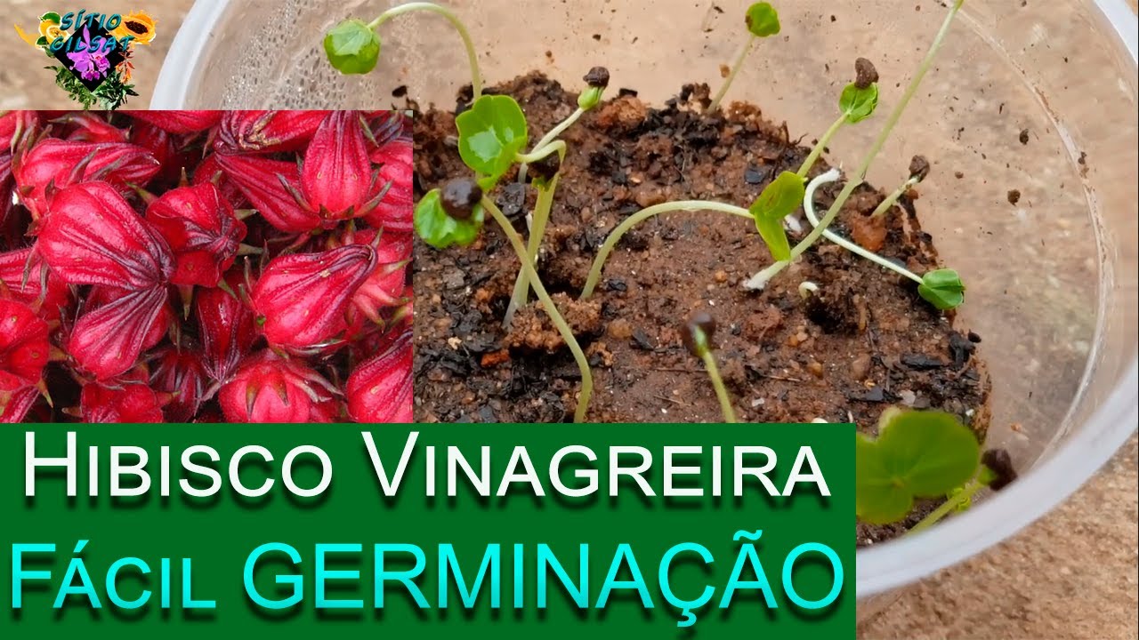 Hibisco N&atilde;o deixe faltar na sua casa Hibisco vinagreira