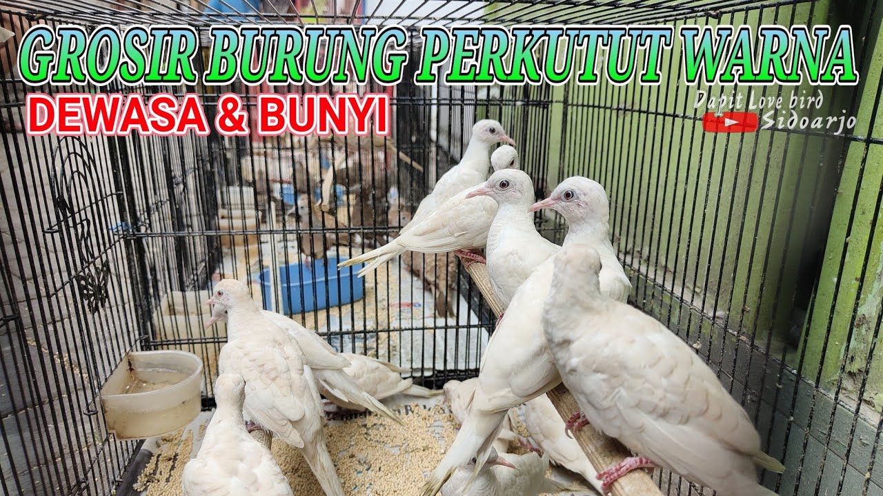 Grosir Perkutut Warna !!! Mojopahit - Putih mata merah - Bangkok - Cemani - Golden sama