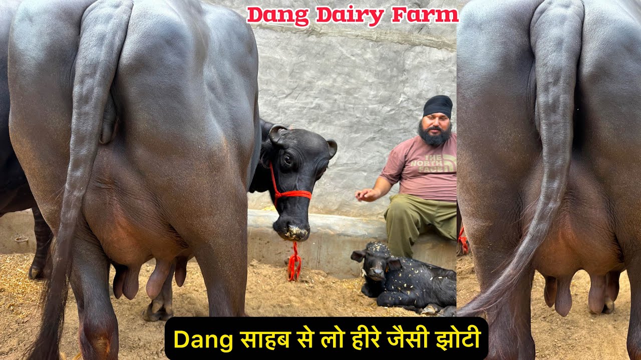 ✅Dang साहब ले लो हीरे जैसी झोटी । 👍4  भैंसे बिकाऊ क़ीमत 65,000₹ से शुरू । Dang Dairy Farm 