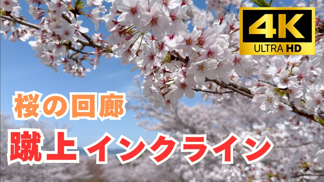 京都の桜｜蹴上インクライン まさに回廊｜満開の瞬間を4Kで収録 Kyoto Keage Incline cherry blossoms