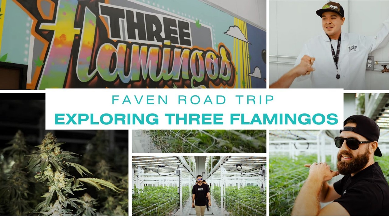 Faven Under Canopy Visits Three Flamingos Cultivation Facility