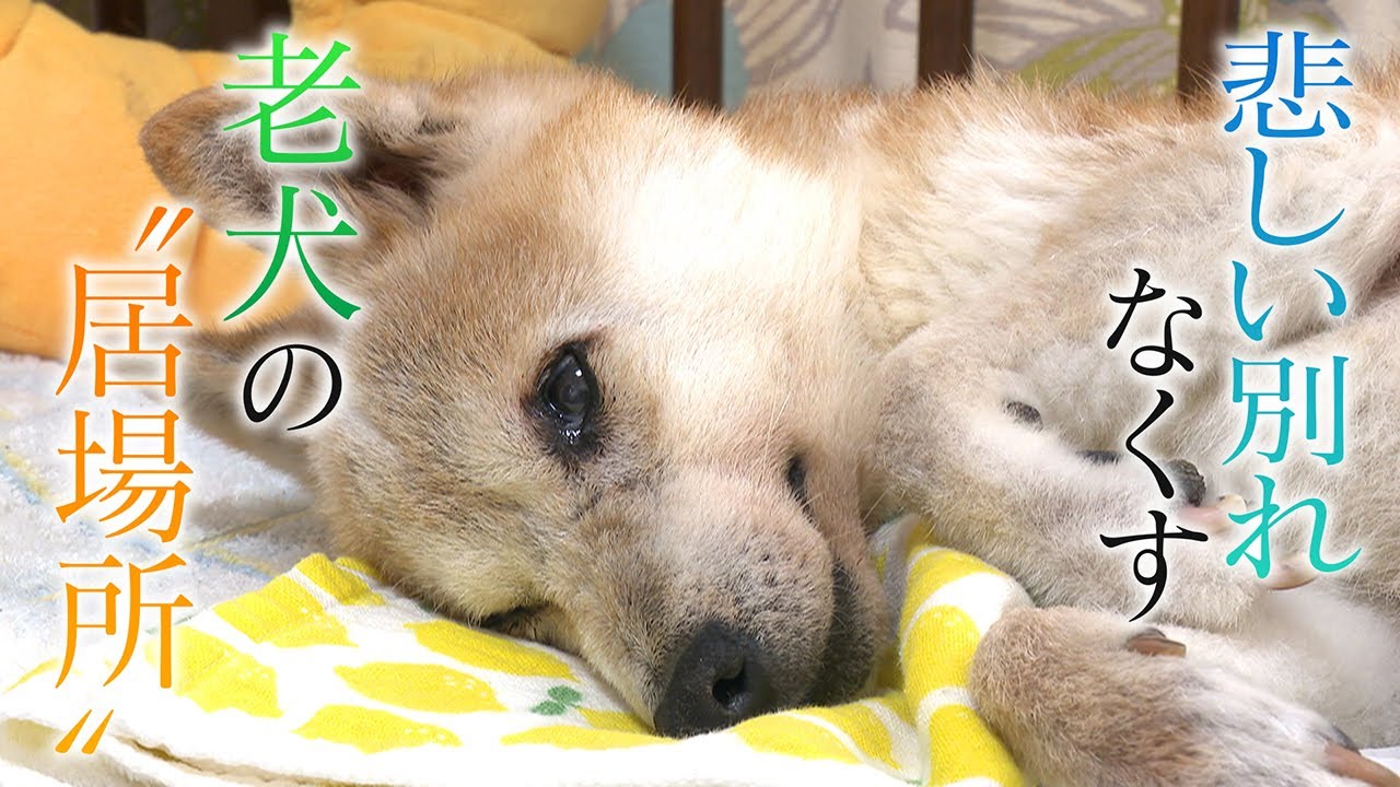 【悲しい別れなくす】飼い主とペットの老老介護を救う「老犬ホーム」