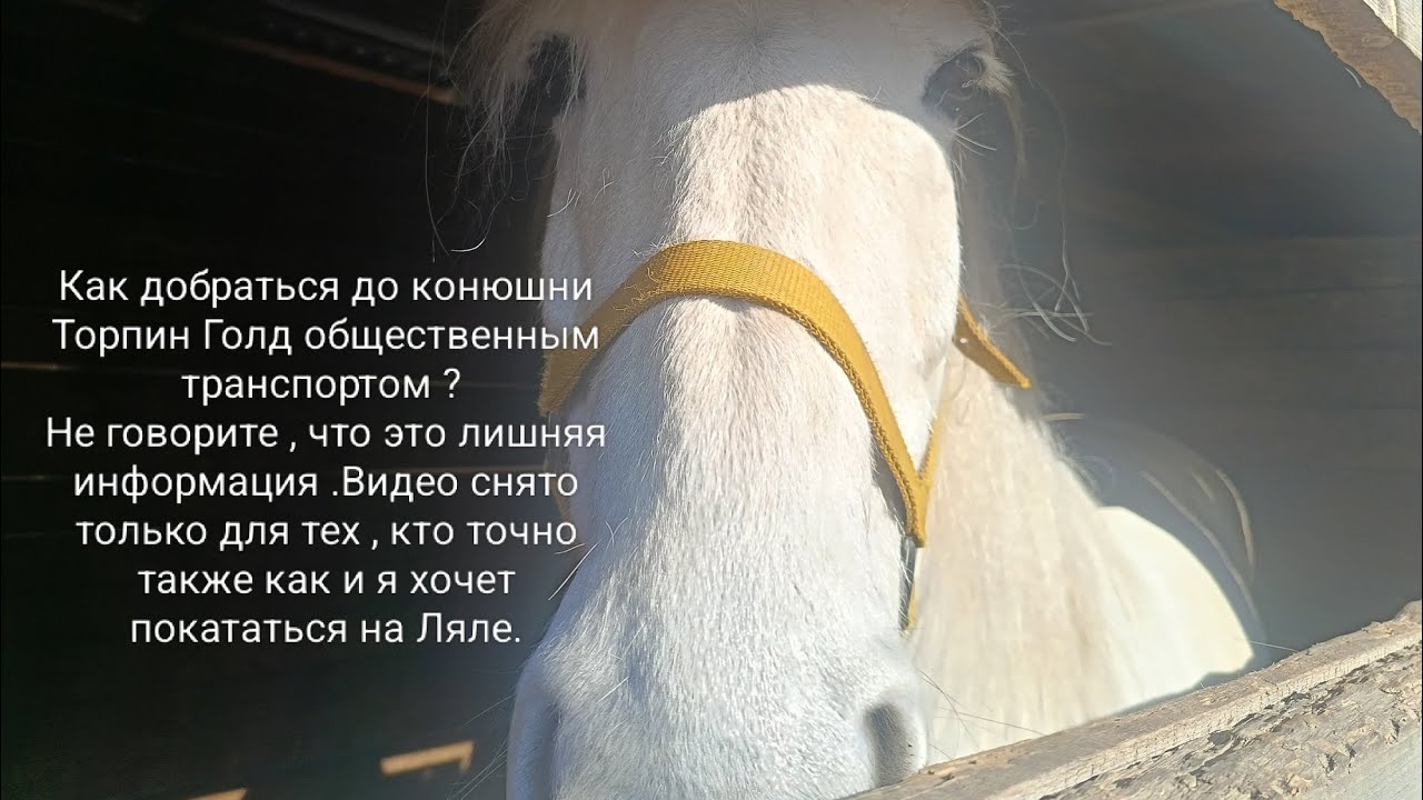 Поездка на автобусе №541 в конюшню Торпин Голд. Общение с Лялечкой. 
