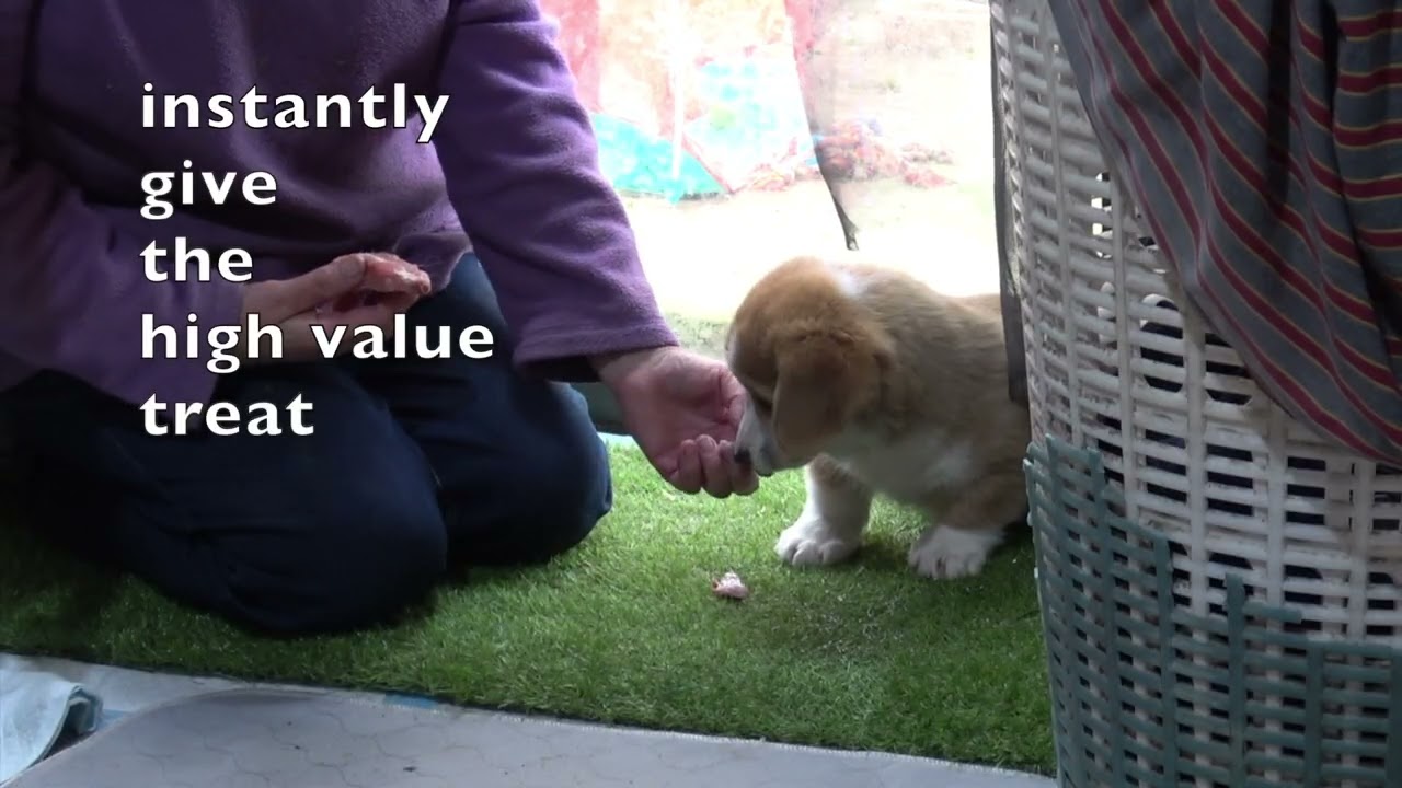 Guarding Training